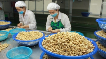 Dự báo ngành điều sẽ có triển vọng tốt trong năm 2024