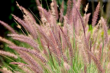 Cây đuôi chuột - Loại cây cảnh tốt cho sức khỏe