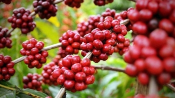 Kỷ nguyên cà phê giá rẻ sẽ không còn nữa?