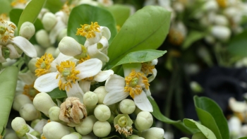 Loài hoa thôn quê theo xe về phố thị, giá đắt hơn hoa ngoại vẫn hút khách mua