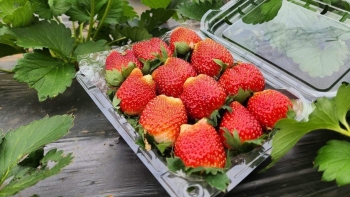 Sau Tết, giá mít Thái tăng mạnh, dâu tây Sơn La “nhuộm đỏ” chợ mạng