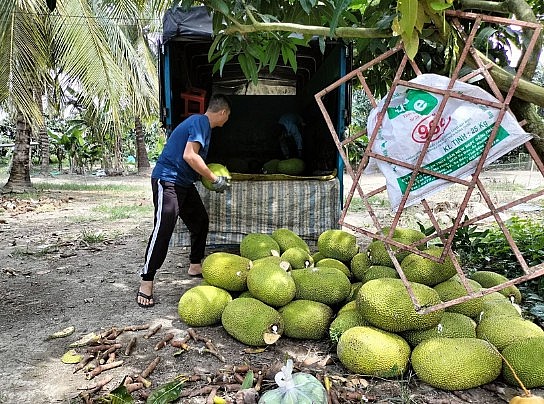 Nông dân phấn khởi vì giá mít Thái tăng mạnh sau Tết Nguyên đán. Ảnh TTXVN
