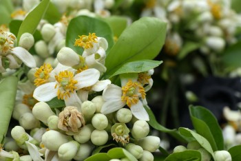 Loài hoa thôn quê theo xe về phố thị, giá đắt hơn hoa ngoại vẫn hút khách mua