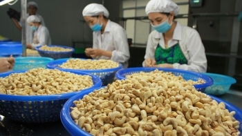 Tìm giải pháp định hình lại chuỗi cung ứng điều toàn cầu