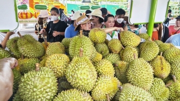 Xuất khẩu sầu riêng tiếp tục được kỳ vọng tăng trưởng mạnh vì lợi thế này