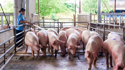 Giá heo hơi hôm nay 29/2: Điều chỉnh trái chiều ở một vài nơi