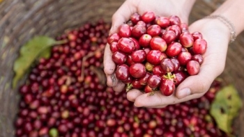 Giá nông sản hôm nay 1/3: Cà phê và hồ tiêu đồng loạt tăng