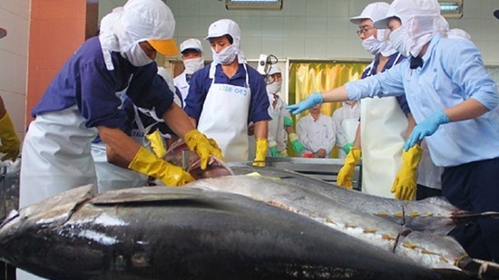 Khó khăn chồng chất xuất khẩu cá ngừ vẫn tăng 58%