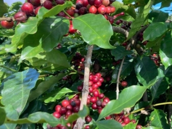 Giá nông sản hôm nay 2/3: Cà phê tiếp tục tăng, hồ tiêu quay đầu giảm