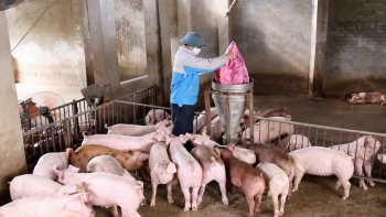 Giá heo hơi hôm nay 2/3: Giao dịch thấp nhất 54.000 đồng/kg