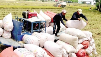 Cần làm gì để nông dân và doanh nghiệp xuất khẩu gạo cùng có lãi?