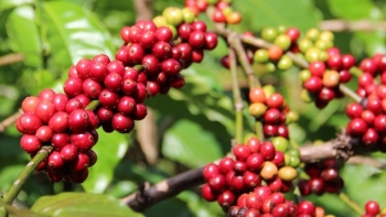 Giá nông sản hôm nay 3/3: Cà phê và hồ tiêu duy trì đà tăng