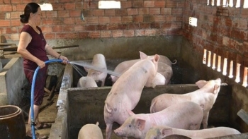 Giá heo hơi hôm nay 3/3: Xu hướng giảm tiếp tục trong tuần sau?