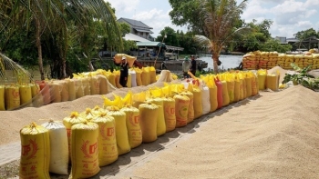 Thủ tướng yêu cầu xuất khẩu lúa, gạo bền vững, hiệu quả trong tình hình mới