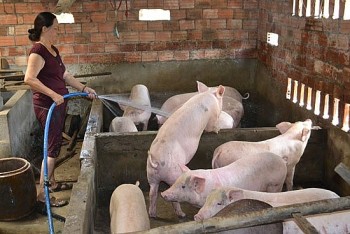 Giá heo hơi hôm nay 3/3: Xu hướng giảm tiếp tục trong tuần sau?