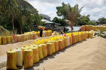 Thủ tướng yêu cầu xuất khẩu lúa, gạo bền vững, hiệu quả trong tình hình mới