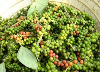 Giá nông sản hôm nay 4/3: Cà phê giữ ổn định, hồ tiêu liên tục tăng