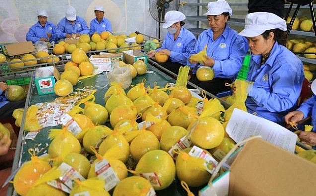 Dán nhãn, đóng gói sản phẩm bưởi đỏ Tân Lạc chuẩn bị xuất khẩu. Dán nhãn, đóng gói sản phẩm bưởi đỏ Tân Lạc chuẩn bị xuất khẩu.