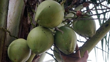 Thức uống giải khát bán đầy ở vỉa hè nhưng kết hợp với mật ong tác dụng nhân đôi