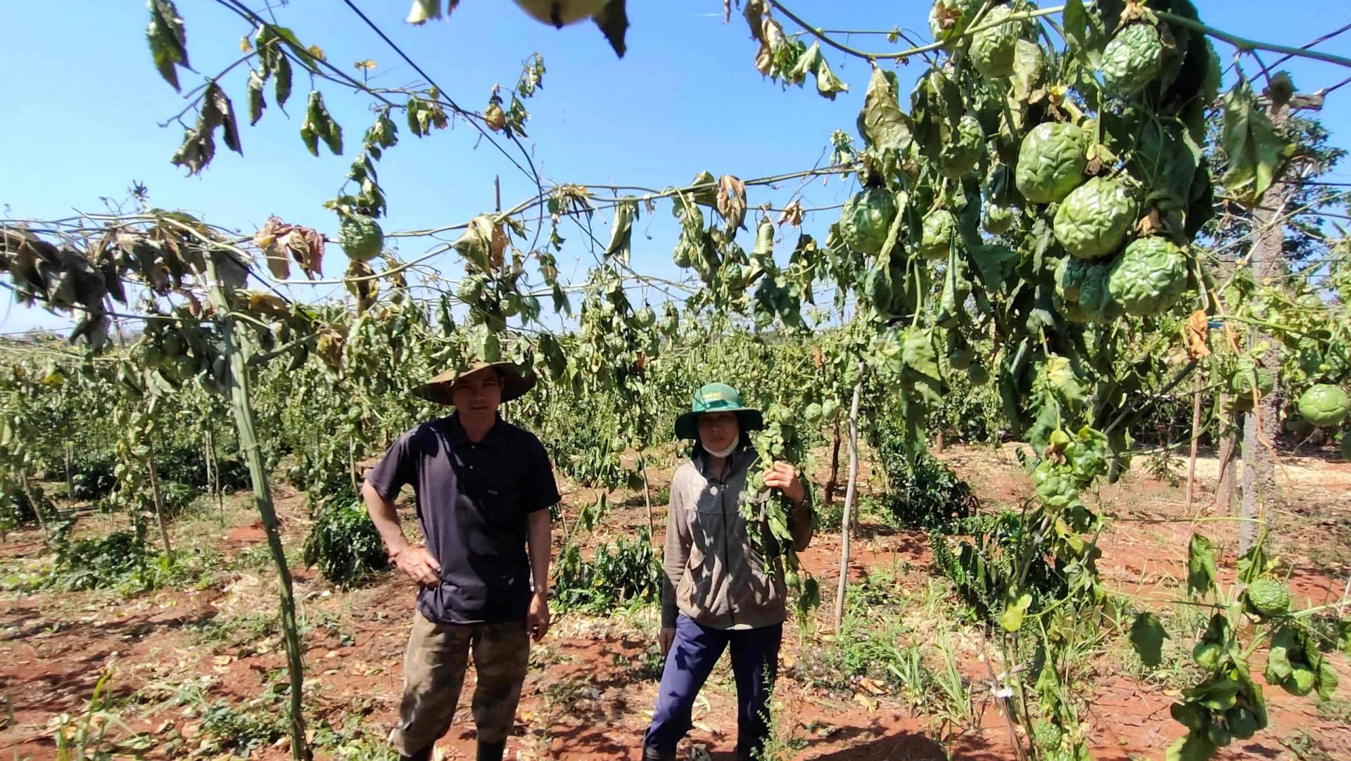 ườn chanh dây, cà phê của gia đình chị Vũ Thị Chuyền ở Chư Sê bị kẻ gian chặt phá.