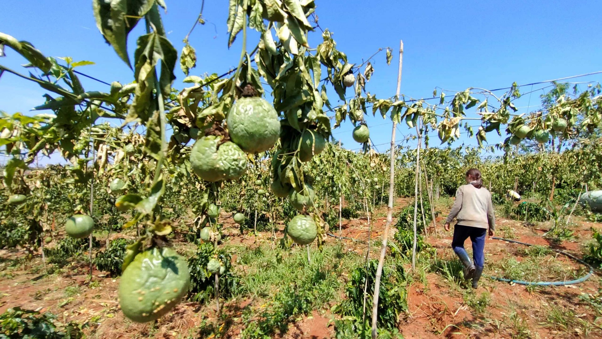 Chị Chuyền thẫn thờ kiểm tra lại vườn chanh cả gia đình vừa bị chặt phá 