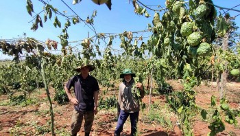 Gần 600 gốc cà phê, chanh dây ở Gia Lai bị kẻ gian chặt phá