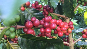 Giá nông sản hôm nay 5/3: Cà phê đảo chiều tăng mạnh, hồ tiêu điều chỉnh trái chiều