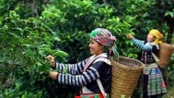 Cách nào để chè Việt mở rộng miếng bánh thị phần?