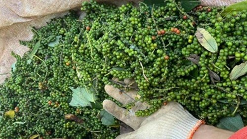 Thị trường hồ tiêu toàn cầu được dự báo sẽ diễn ra sôi động