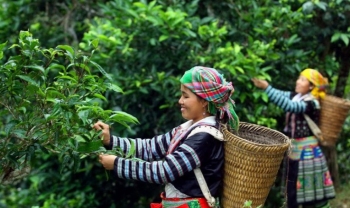 Cách nào để chè Việt mở rộng miếng bánh thị phần?