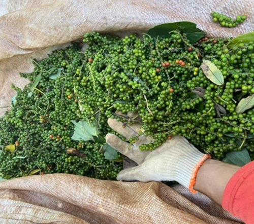 Thị trường hồ tiêu toàn cầu được dự báo sẽ diễn ra sôi động