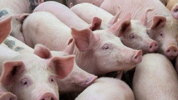 Giá heo hơi hôm nay 6/3/2024: Tăng nhẹ ở khu vực phía Nam