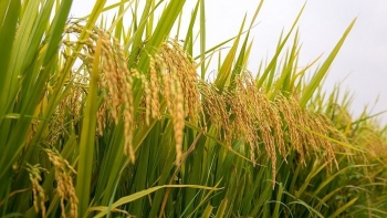 Giá lúa gạo hôm nay ngày 6/3: Điều chỉnh tăng với lúa