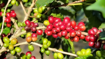 Giá nông sản hôm nay 7/3: Cà phê đồng loạt tăng mạnh, hồ tiêu tiếp đà tăng