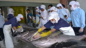 Vượt lực cản, xuất khẩu cá ngừ sang EU tiếp tục bứt phá