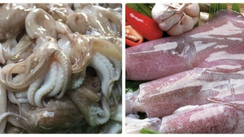 Hàn Quốc là thị trường nhập khẩu mực, bạch tuộc lớn nhất của Việt Nam
