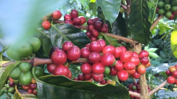 Giá nông sản hôm nay 8/3: Cà phê tiếp đà tăng mạnh, hồ tiêu giữ ổn định