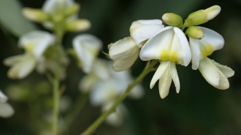 Những tác dụng tuyệt vời của hoa hòe