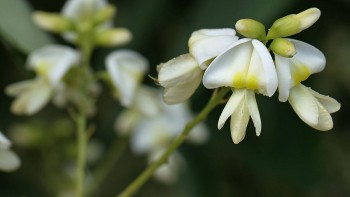 Những tác dụng tuyệt vời của hoa hòe