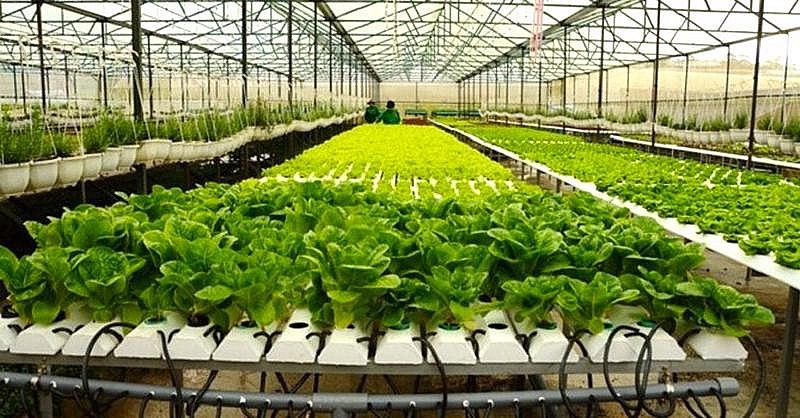 Rau trồng tại khu nông nghiệp công nghệ cao TP.HCM..