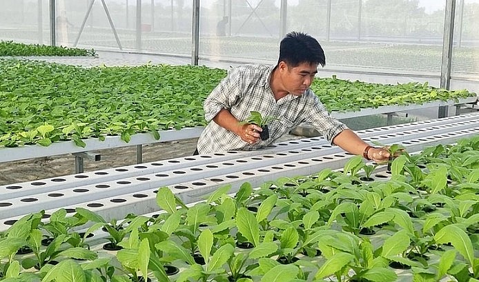 TP.HCM đặt mục tiêu đến năm 2030, diện tích canh tác rau là 2.500 ha.
