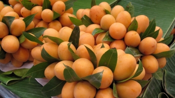 Thanh trà - Món quà của miền Tây giàu chất chống oxy hóa