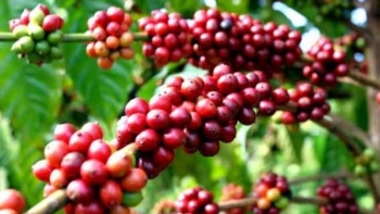 Giá nông sản hôm nay 9/3: Cà phê duy trì đà tăng, hồ tiêu quay đầu giảm