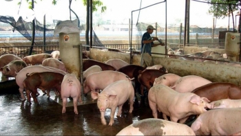 Giá heo hơi hôm nay 9/3: Cao nhất ở mức 58.000 đồng/kg