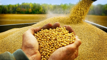 Nhập khẩu đậu tương tháng 1/2024 tăng gần 165% kim ngạch