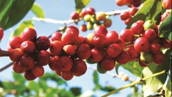 Giá nông sản hôm nay 10/3: Cà phê, hồ tiêu tăng giảm trái chiều