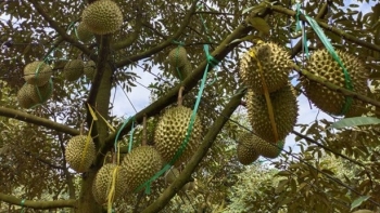 Bình Phước có thêm 27 mã số vùng trồng sầu riêng, kỳ vọng “mở cửa lớn” vào thị trường Trung Quốc