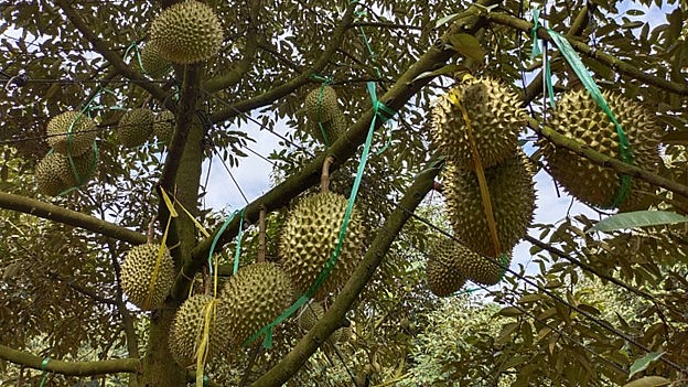 Bình Phước có thêm 27 mã số vùng trồng sầu riêng. Bình Phước có thêm 27 mã số vùng trồng sầu riêng.