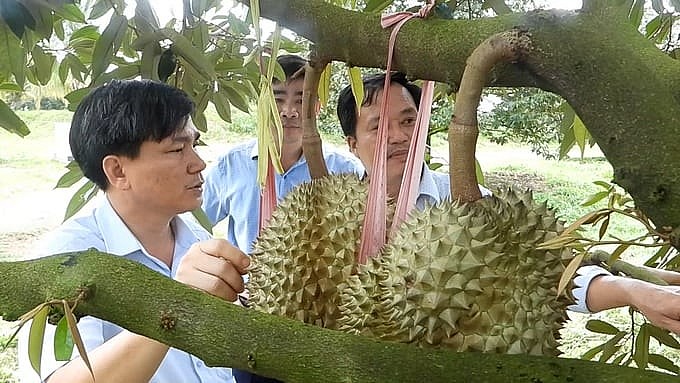 Sầu riêng là điển hình thành công của con đường xuất khẩu chính ngạch sang Trung Quốc . Ảnh: Trần Trung. Sầu riêng là điển hình thành công của con đường xuất khẩu chính ngạch sang Trung Quốc . Ảnh: Trần Trung.