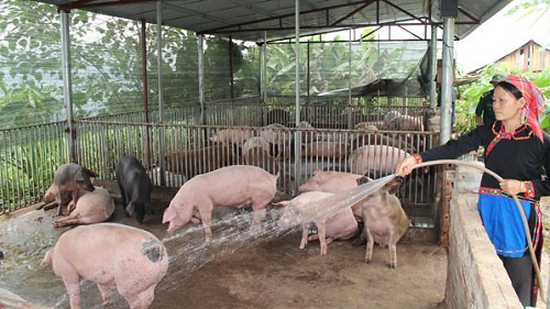 Giá heo hơi hôm nay 11/3: Chủ yếu tăng ở khu vực phía Nam